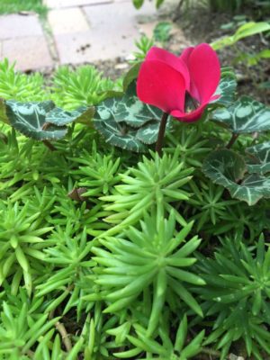 Photo by hiro-tさん@GreenSnap