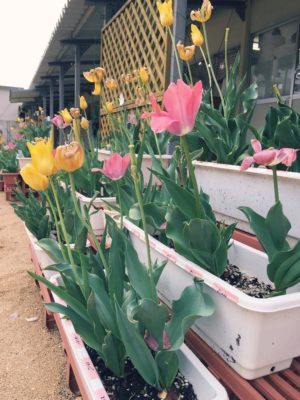 Photo by tanamiさん@GreenSnap