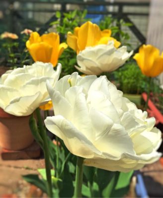 Photo by magumiさん@GreenSnap