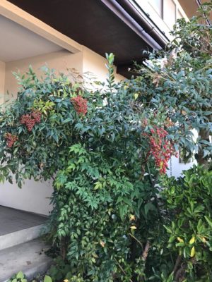 Photo by にわーるさん@GreenSnap