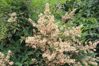 Photo by 小野山ヤスノリさん@GreenSnap