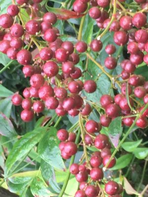 Photo by zuccasawaさん@GreenSnap