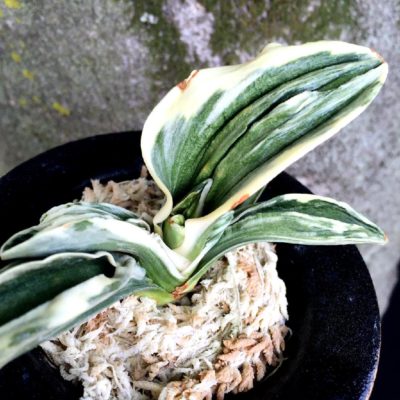 クリーム色の花が咲く 縁起の良い万年青 オモト のご紹介 Greensnap グリーンスナップ クリーム色の花が咲く 縁起の良い万年青 オモト のご紹介 Greensnap グリーンスナップ