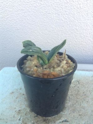 Photo by とこさん@GreenSnap