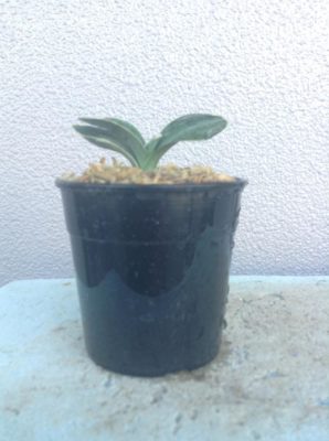 Photo by とこさん@GreenSnap