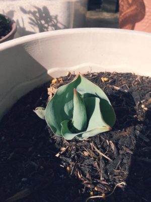 Photo by ＊こぎ＊さん@GreenSnap