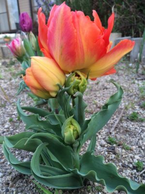 Photo by ☆のん☆さん@GreenSnap