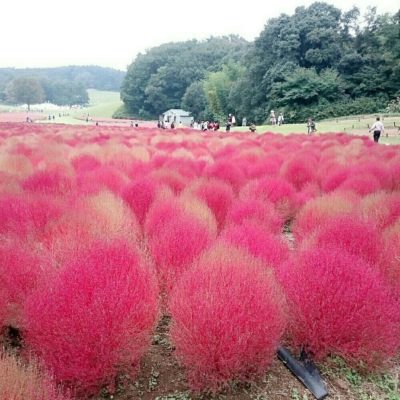 Photo by ありあさん@GreenSnap