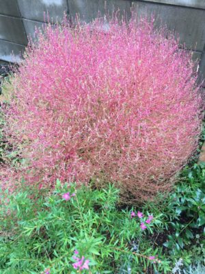 Photo by のぎさん@GreenSnap