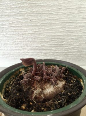 Photo by 華さん@GreenSnap