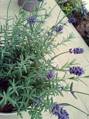 Photo by whiteさん@GreenSnap