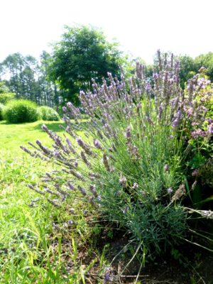 Photo by まりりんさん@GreenSnap