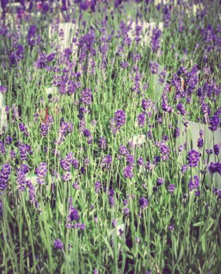 Photo by SEISHINさん@GreenSnap