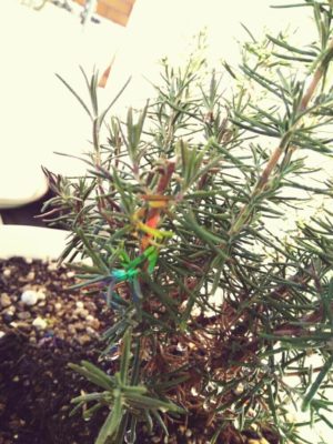 Photo by Neruさん@GreenSnap