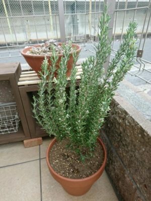 Photo by u.makiさん@GreenSnap