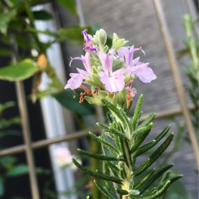 Photo by hiromiさん@GreenSnap