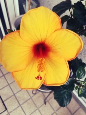 Photo by ここあさん@GreenSnap