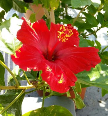 Photo by J子さん@GreenSnap