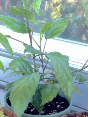 Photo by emiさん@GreenSnap