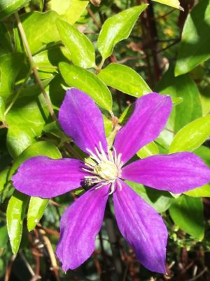 Photo by mioさん@GreenSnap