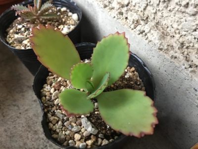 Photo by toshiさん@GreenSnap