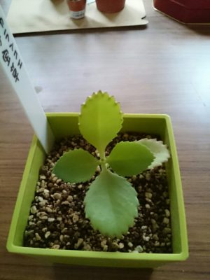 Photo by まつのさん@GreenSnap