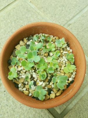 Photo by コッペさん@GreenSnap