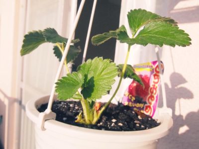 Photo by ともさん@GreenSnap