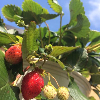 Photo by haretakuさん@GreenSnap