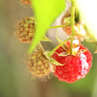 Photo by YAYOさん@GreenSnap