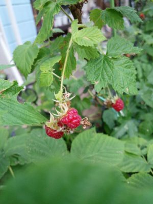 Photo by sorimaさん@GreenSnap