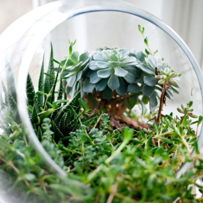 FLORA