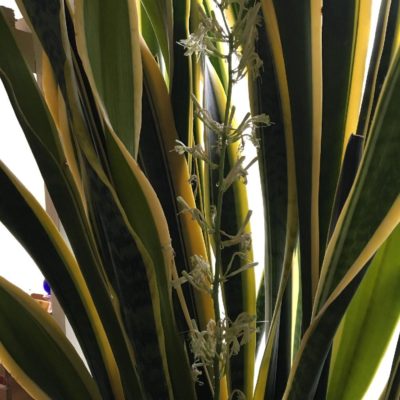 Photo by naonaoさん@GreenSnap