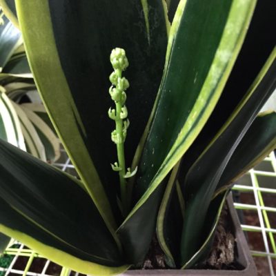 Photo by グラウカさん@GreenSnap