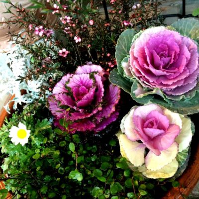 Photo by さちぷぅさん@GreenSnap