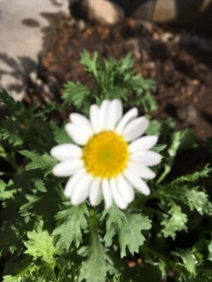 Photo by くみさん@GreenSnap