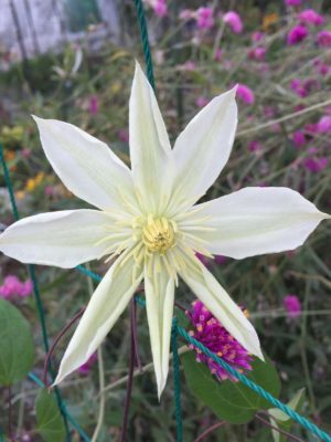 Photo by みるりんさん@GreenSnap