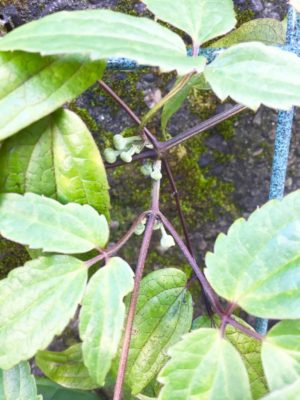 Photo by ayu7さん@GreenSnap