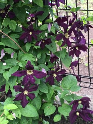 Photo by サリーさん@GreenSnap