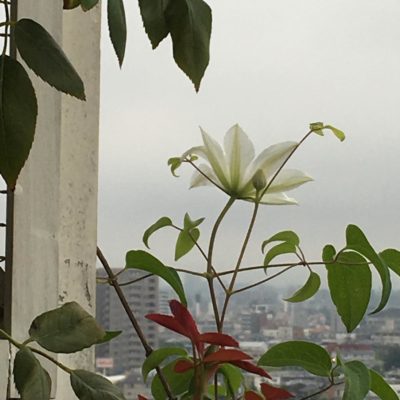 Photo by gody-roseさん@GreenSnap