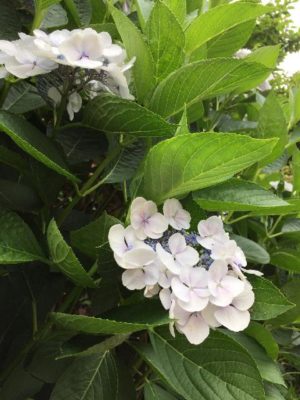 Photo by Charleyさん@GreenSnap