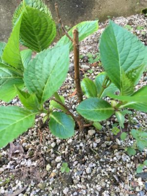 Photo by 松 祐さん@GreenSnap