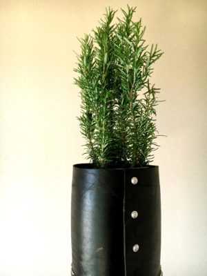 Photo by Y'sさん@GreenSnap