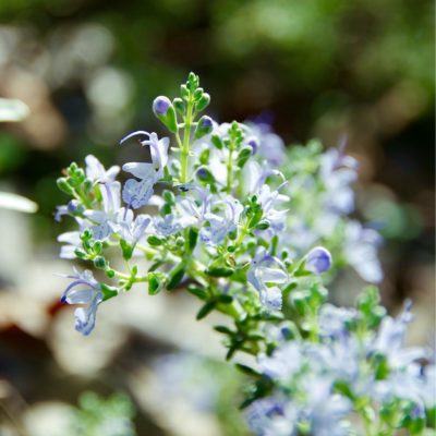 Photo by クリ＊さん@GreenSnap