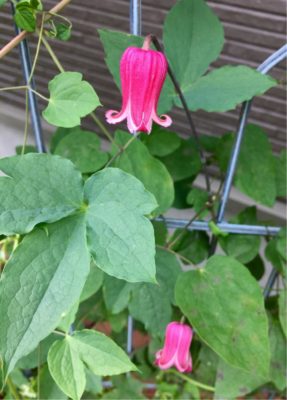 Photo by namiheiさん@GreenSnap