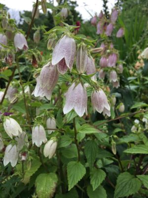 Photo by fluffythecatさん@GreenSnap