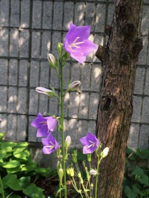 小さく可愛らしい花を咲かせるカンパニュラの育て方を紹介
