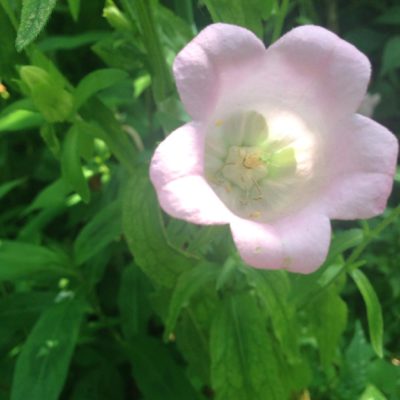 Photo by maruさん@GreenSnap