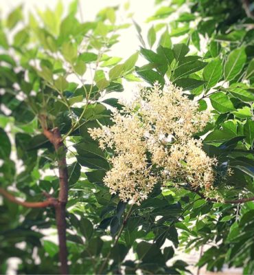 Photo by RKさん@GreenSnap