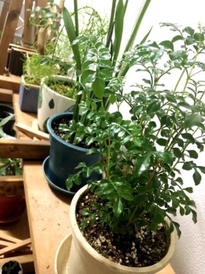 Photo byからぴよ さん@GreenSnap